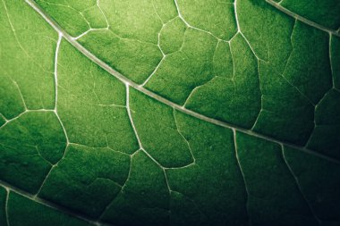 Tasarım için siyah desenli arka plan dokusu üzerinde güzel bir yaprak. Makro fotoğrafçılık görünümü.