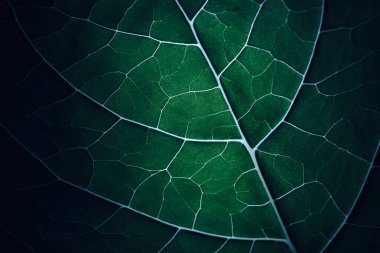 Siyah arkaplan desenli güzel yeşil yaprağı kapat. 