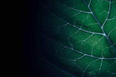 Siyah arkaplan desenli güzel yeşil yaprağı kapat. 