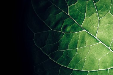 Close up beautiful green leaf background texture. Macro photography view.	