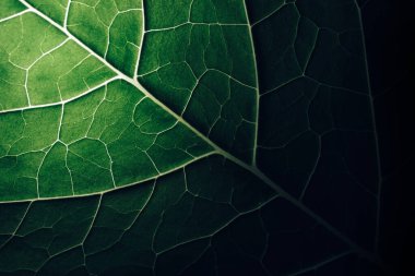 Close up beautiful green leaf background texture. Macro photography view.	