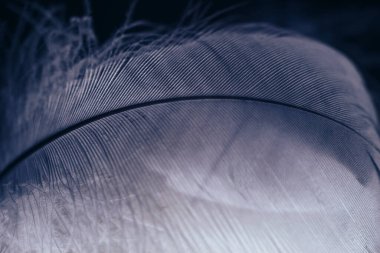 Tasarım dokusu için güzel gri kuş tüyü desenli arkaplanı kapat. Makro fotoğrafçılık görünümü. 