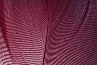 Beautiful red trends feather pattern texture background. Macro photography view.	