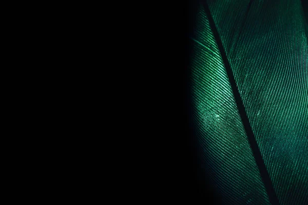 Close Beautiful Green Bird Feather Background Pattern Texture Design Macro — Φωτογραφία Αρχείου