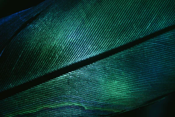 Close up Beautiful GREEN Bird feather background pattern texture for design. Macro photography view.