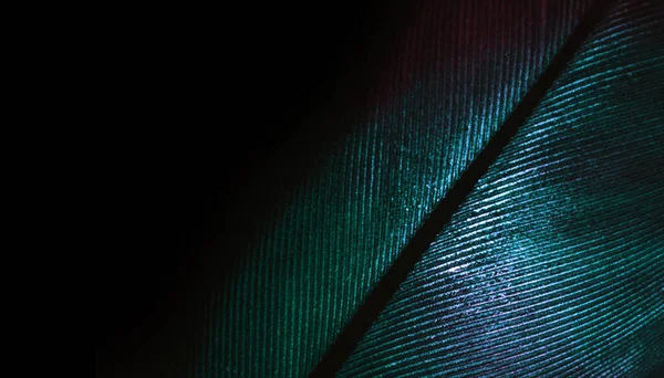 Close Beautiful Colorful Bird Feather Background Pattern Texture Design Macro — Fotografia de Stock