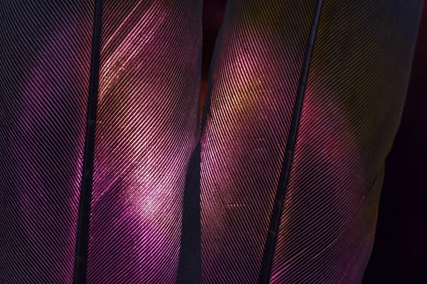 Bird Red Feather Beautiful Background Texture Pattern Design Macro Photography — Foto de Stock