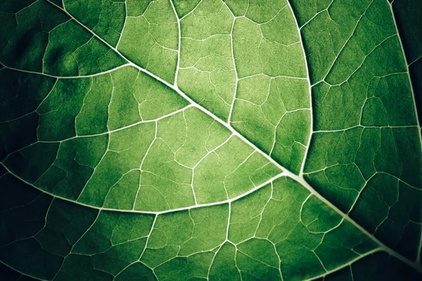 Close Beautiful Green Leaf Background Texture Macro Photography View — ストック写真