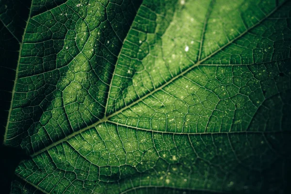 Schöne Grüne Textur Hintergrund Zugeschnittener Schuss Von Grünem Blatt Strukturiert — Stockfoto