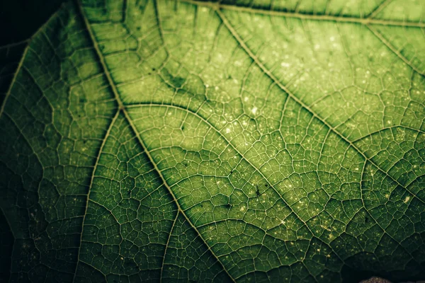 Fundo Textura Verde Bonita Tiro Cortado Folha Verde Texturizado Pattrn — Fotografia de Stock