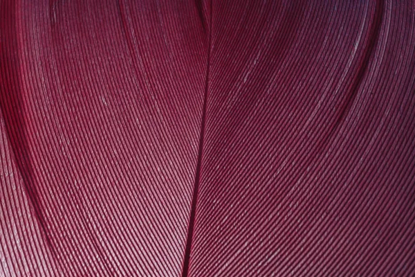 Beautiful Red Trends Feather Pattern Texture Background Macro Photography View — Foto de Stock