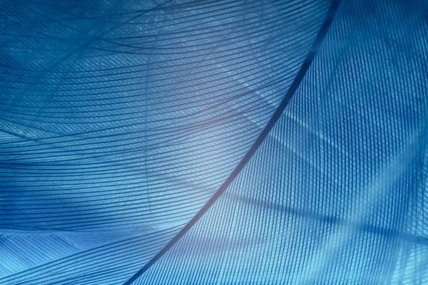 Beautiful Blue Trends Feather Pattern Texture Background Macro Photography View — Fotografia de Stock