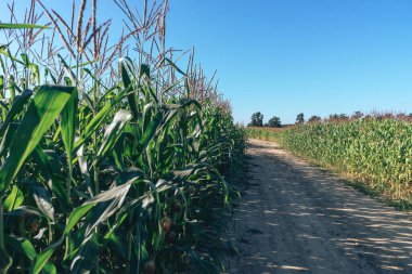 Güzel yeşil mısır tarlaları ve yol boyunca doğal bir arka plan.. 