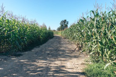 Güzel yeşil mısır tarlaları ve yol boyunca doğal bir arka plan.. 