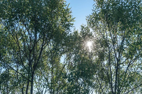 Bela Paisagem Floresta Carvalho Árvore Prado Verde Contra Céu — Fotografia de Stock