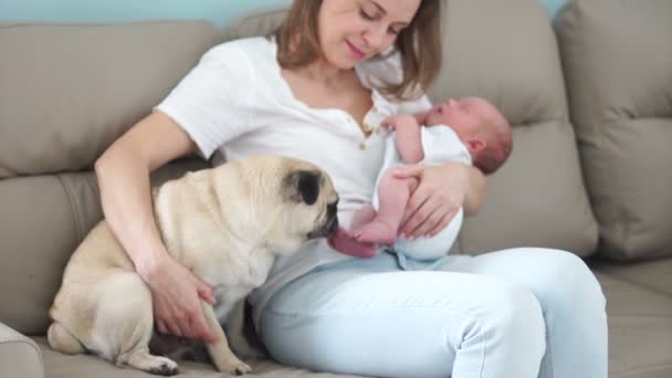 Familia feliz, niños y animales. Una joven madre sostiene a un bebé recién nacido en sus brazos, sentado en el sofá. Cerca hay un perro doméstico, un pekinés, y lame una pierna de niño — Vídeo de stock