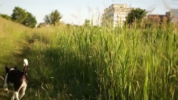 Un cane bianco e nero con un colletto rosso di medie dimensioni corre lungo il sentiero tra l'erba. Annusa i cespugli. Casa vita animale domestico — Video Stock