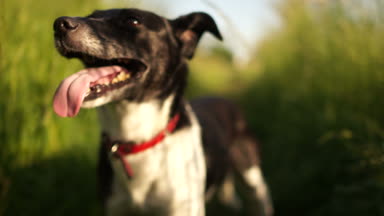 Siyah ve beyaz bir köpek yakın çekim portresi. Hayvan kırmızı tasma takıyor. Yorgun ve ağır nefes, ağzı açık, dilini takılıyor, beyaz dişleri görülebilir. Köpek mutlu