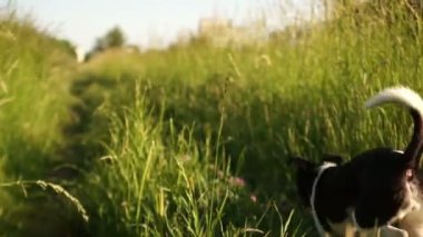 Bir köpek bir ülke road çalışır. Yaz gün batımı. Dinamik video, steadicam