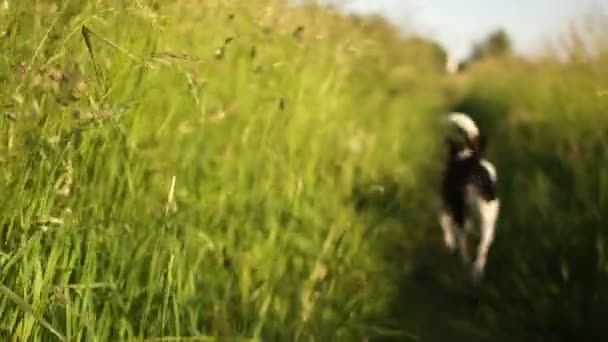 一只黑色的白狗穿过草丛。夏日日落。宠物生活 — 图库视频影像