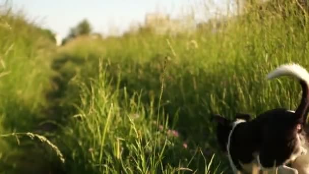 Ein Hund läuft eine Landstraße entlang. Sommersonnenuntergang. Dynamisches Video, Schwebestativ — Stockvideo
