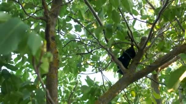Чёрный домашний кот спускается с орехового дерева. Она ловко движется по ветвям — стоковое видео
