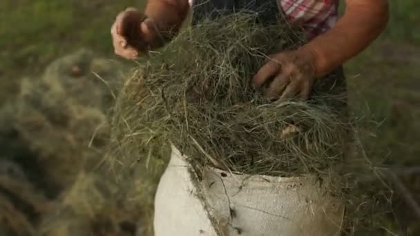 Le pensionné met l'herbe sèche dans un grand sac en toile. Achat de nourriture pour animaux de compagnie, agriculture de subsistance. Gros plan — Video