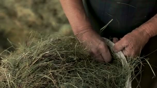 Крупним планом зморшкуваті руки літньої жінки накопичують суху траву, сіно в мішку для полотна — стокове відео