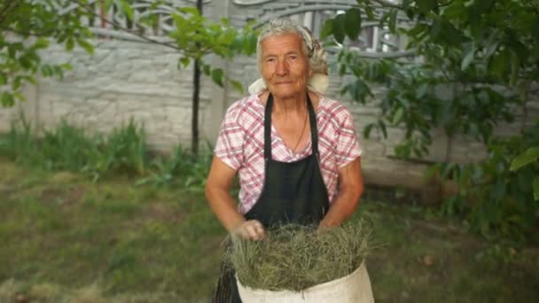 Uma mulher muito velha está a trabalhar na sua quinta. Folds grama seca em um saco de lona grande. Economia natural, trabalho duro — Vídeo de Stock