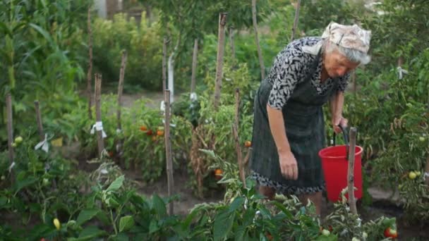 Ανώτερος γυναίκα είναι picking ντομάτα στην πίσω αυλή του. Συγκομιδή. Το αγρόκτημα. Υγιεινή διατροφή — Αρχείο Βίντεο