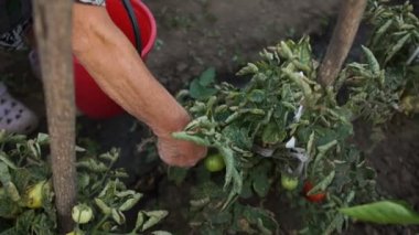 Yaşlı bir kadın büyük bir kırmızı kova içinde olgun domates hasat toplar. Buruşuk yorgun yorgun eller, yakın çekim