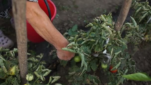 Una anciana recoge una cosecha de tomates maduros en un gran cubo rojo. Manos cansadas arrugadas y cansadas, primer plano — Vídeos de Stock