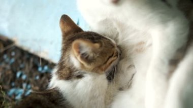 Belgili tanımlık yavru kedi kedi beslenir. Yavru kedi kedi ağır çekim video bir meme emmek. Kedi anne ve yavru yaşam tarzı