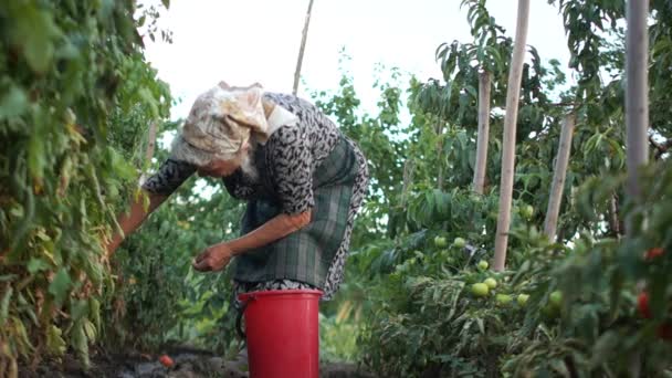 Uma mulher idosa de cabelos grisalhos em um lenço coleta tomates em um grande balde de plástico. Colheita na horta da aldeia. Alimentação saudável, agricultura biológica — Vídeo de Stock