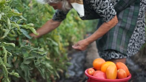 Close-up van een grote emmer met grote rode en oranje tomaten. De eigenares oogsten groenten. Boerderij, landelijke leven — Stockvideo