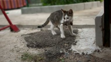Kedi ile avını çalıyor. Yerli bir yavru kedi avlamak öğrenir, o bir kalkan alır ve bununla oynuyor