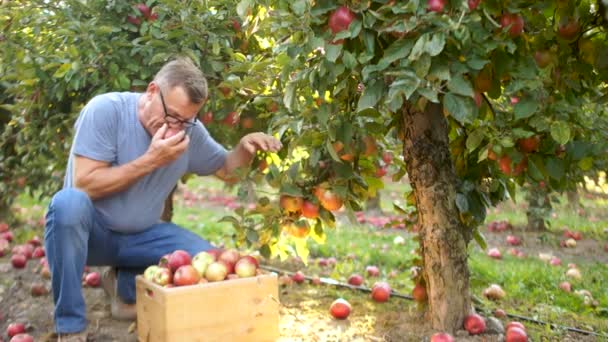 Gelukkig boer verzamelt een gulle herfst oogst van appels. Big Apple Orchard, rode appels, landbouw — Stockvideo