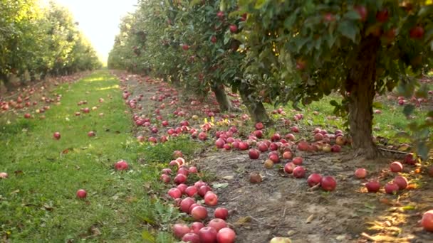 Träd med röda äpplen i en fruktträdgård. Vackra röda äpplen är mogna och falla rakt till marken. Stora jordbruk för att odla äpplen, hälsosam mat — Stockvideo