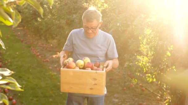 Puesta de sol. Un agricultor en su jardín con manzanas en una caja de madera. El hombre está trabajando y sonriendo orgullosamente — Vídeo de stock