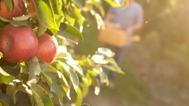 Ernte, große reife rote Äpfel auf einem Zweig, im Hintergrund trägt ein Bauer Äpfel in einer Kiste, die Sonne geht unter, die Sonne scheint — Stockvideo