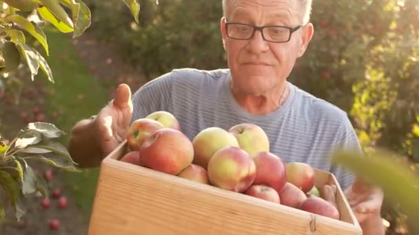Пенсионер в стране со своим урожаем яблок. Мужчина счастливо улыбается и держит деревянную коробку с красными яблоками. Яблочный сад, вегетарианство — стоковое видео