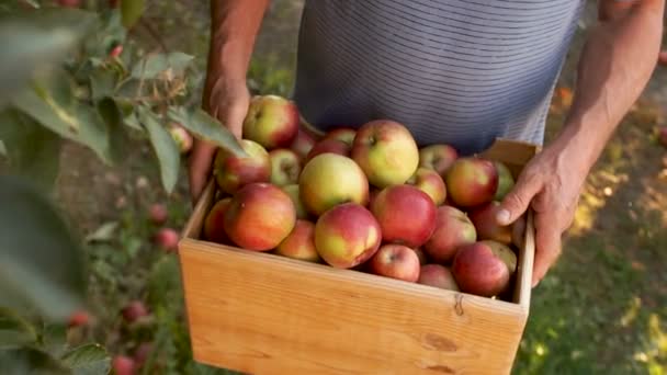 Herfst oogst van appels, eco boerderij. Box met een oogst van rode appels, close-up, dynamische video, oogstfeest — Stockvideo