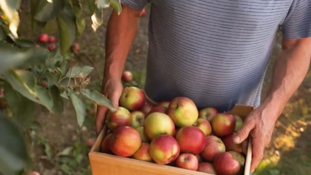 Un agricultor experimentado sostiene una caja con una cosecha de manzanas rojas. Primer plano, fruta fresca, manos fuertes, trabajo en el suelo — Vídeos de Stock