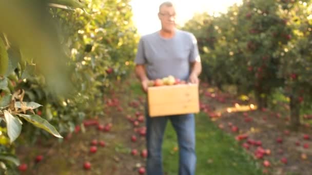 Человек несет деревянную коробку с яблоками в яблоневом саду. Сбор фруктов, гастарбайтеры, наемный труд — стоковое видео