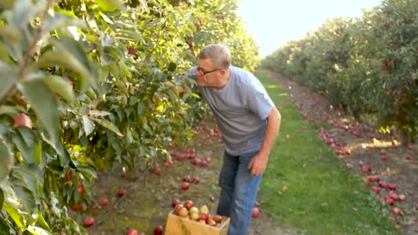 Volwassen mannelijke gepensioneerde oogsten in de appelboomgaard. Fruit oogsten, gastarbeiders, ingehuurd arbeid — Stockvideo