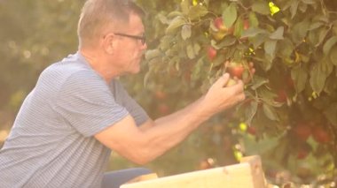 Emekli elma ağaçlarından gözyaşları ve ahşap bir kutuya koyar. Elma hasat, sağlıklı yaşam, vejetaryenlik, doğru beslenme