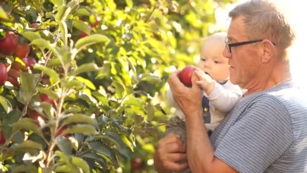 思いやりのある祖父はリンゴ園における彼の孫と散歩します。赤ちゃんの赤熟したリンゴを示しています。幸せな家族、村の休日 — ストック動画
