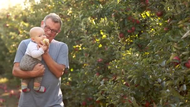 Hat-hónap-régi baba először látta, hogy az alma, és húzza a szájába. Nagyapja unokája tartja a karját, séta egy Termésükért termesztett Alma gyümölcsös — Stock videók