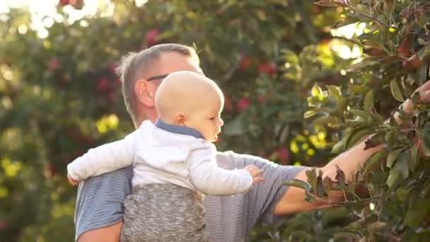Dovolená ve vesnici. Dědeček a vnuk chodí v jabloňový sad. Sklizeň, zapadajícího slunce, podzimní procházka — Stock video