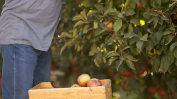 Råa livsmedel, plocka färsk frukt i trädgården. Närbild, händer Riva mogna äpplen från ett träd och sätta dem i en trälåda — Stockvideo